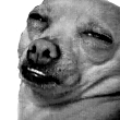 :cooldog: :cooldog: